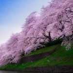 10 цветущих деревьев с разных стран с фото и названием