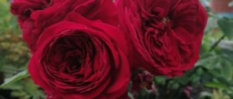 10 сортов роз, которые можно сажать в тени