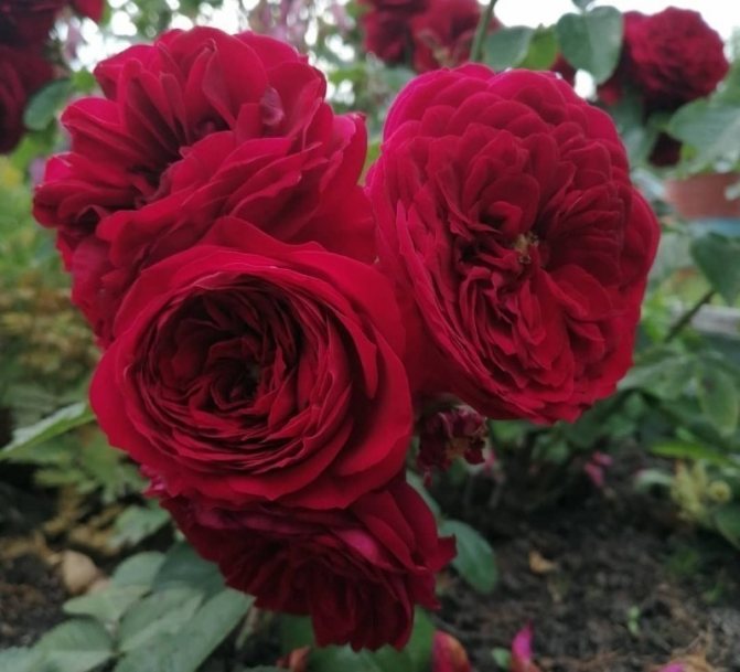 10 сортов роз, которые можно сажать в тени
