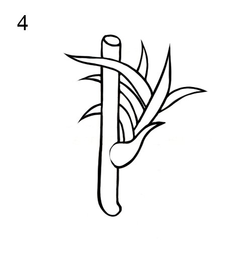 4 Схема образования розетки с каллусом на цветоносе лилейника