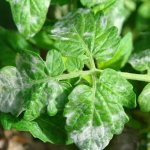 9 заболеваний у растений, справиться с которыми поможет «Метронидазол»