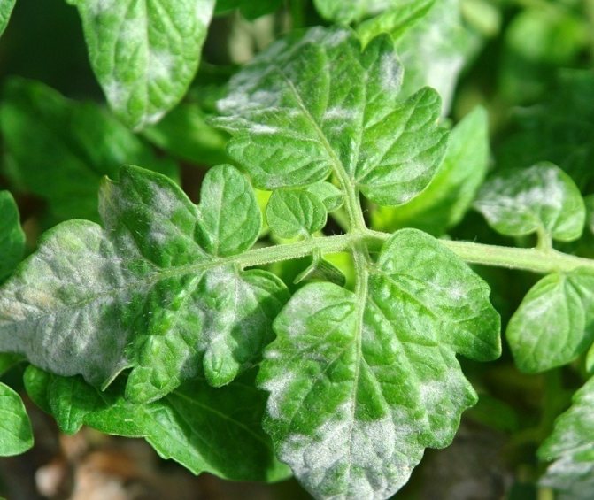 9 заболеваний у растений, справиться с которыми поможет «Метронидазол»