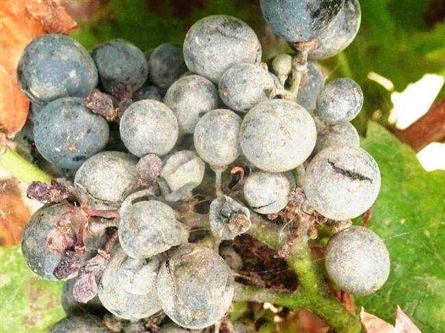 Агрохимия в борьбе с мучнистой росой на винограде