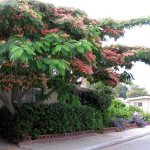 Альбиция ленкоранская – высокое листопадное дерево