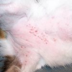 аллергия на блох у кошек