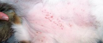 аллергия на блох у кошек