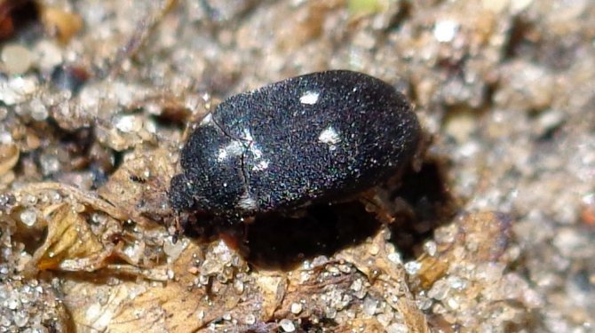 Аналогично, белые точки на надкрыльях у этого жука невооруженным глазом заметны слабо.