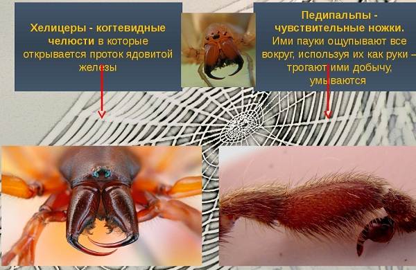 Аргиопа-паук-Описание-особенности-виды-образ-жизни-и-среда-обитания-аргиопы-3