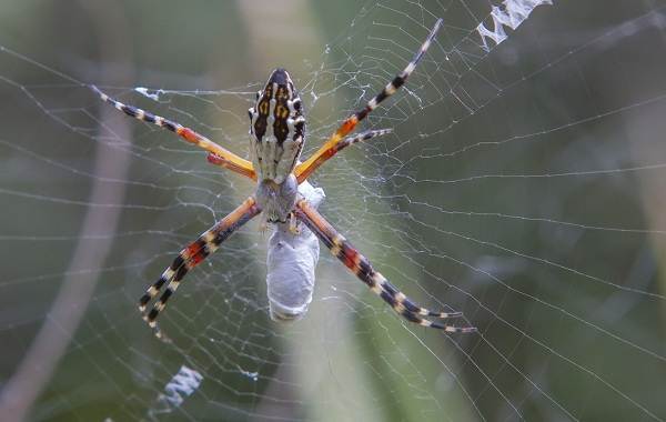 Аргиопа-паук-Описание-особенности-виды-образ-жизни-и-среда-обитания-аргиопы-17