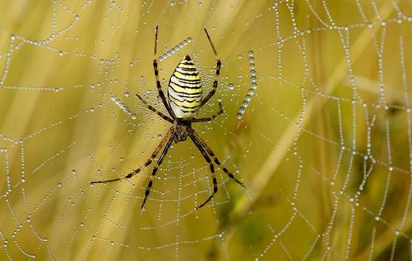 Аргиопа-паук-Описание-особенности-виды-образ-жизни-и-среда-обитания-аргиопы-5