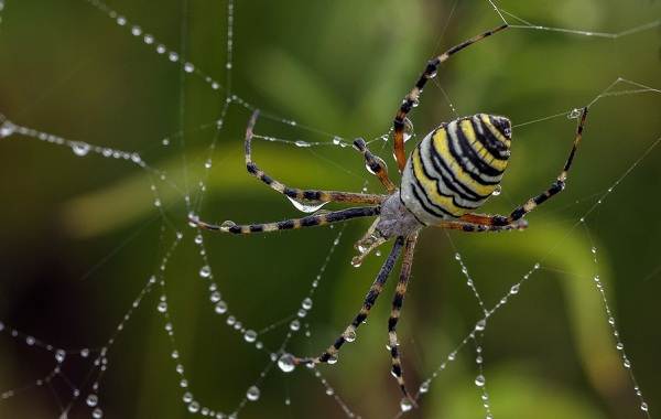 Аргиопа-паук-Описание-особенности-виды-образ-жизни-и-среда-обитания-аргиопы-6