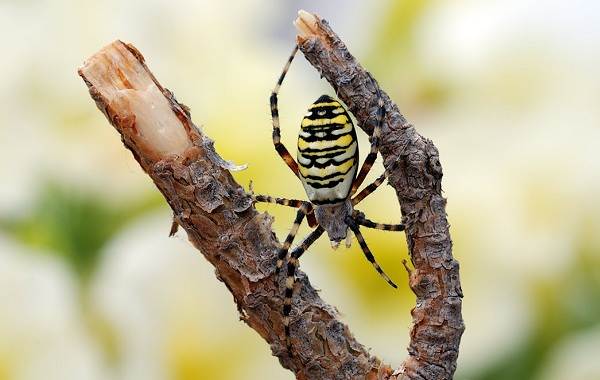 Аргиопа-паук-Описание-особенности-виды-образ-жизни-и-среда-обитания-аргиопы-8