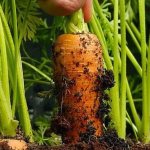 Азы севооборота от опытных дачников: что можно посадить после моркови на следующий год
