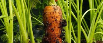 Азы севооборота от опытных дачников: что можно посадить после моркови на следующий год