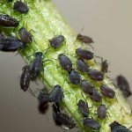Бахчевая черная тля – вредитель, высасывающий из растения соки