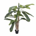 Банановое дерево: как посадить и вырастить в домашних условиях
