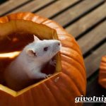 Белая-крыса-Образ-жизни-и-среда-обитания-белой-крысы-6