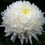 белые хризантемы фото