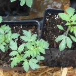 Белые пятна на рассаде томатов - причины, методы борьбы и профилактика