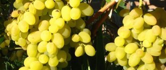 Белый вид винограда сорта Восторг