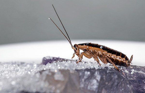 Большинство современных инсектицидных порошков уничтожают тараканов за счет двойного отравляющего действия - контактного и кишечного.
