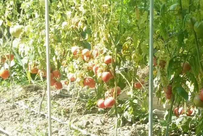 Бордосская смесь: как обработать помидоры