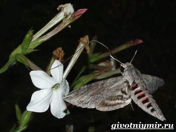Бражник-бабочка-Образ-жизни-и-среда-обитания-бражника-5