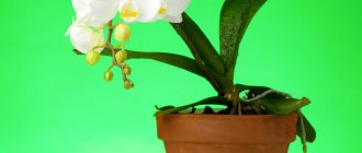 Будим пассивные (спящие) почки орхидей