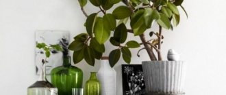Быстрорастущие комнатные растения - список и фото ТОП-10