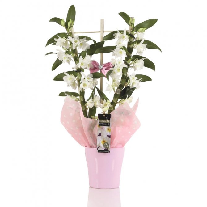 Бывают ли чисто белые орхидеи фаленопсис? Как ухаживать за таким цветком?