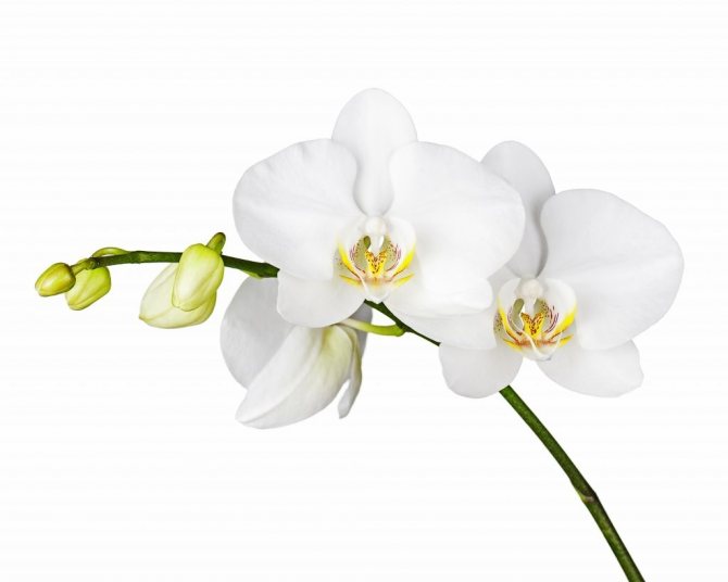 Бывают ли чисто белые орхидеи фаленопсис? Как ухаживать за таким цветком?