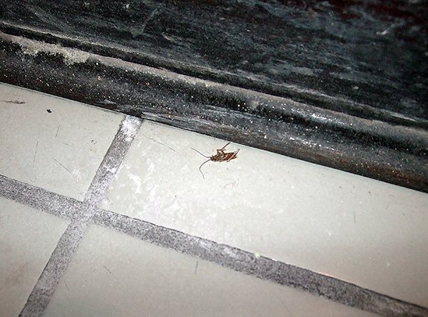 Чем дольше инсектицидное средство не удаляется из мест обработки, тем выше вероятность того, что все тараканы проконтактируют с ним.