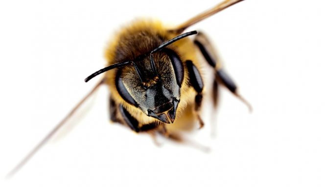 Чем отличается пчела от осы