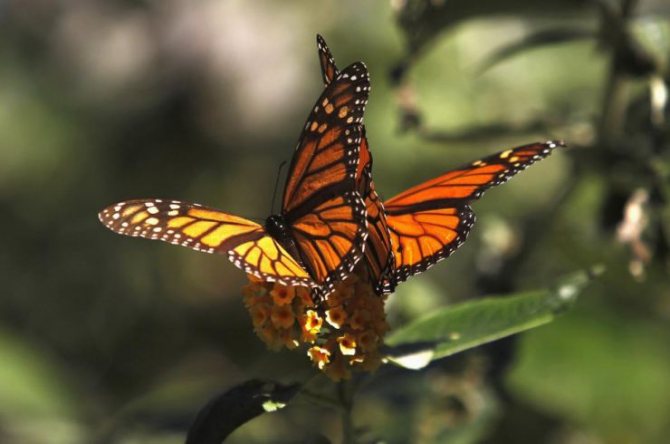 Чем питаются бабочки в природе и в домашних условиях