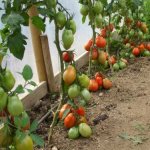 Чем подкормить и что сделать, чтобы помидоры в теплице быстрее краснели, советы