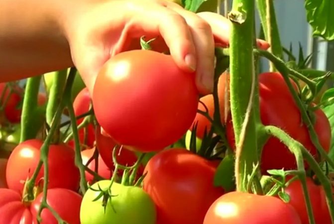 Чем подкормить помидоры чтобы они быстрее краснели
