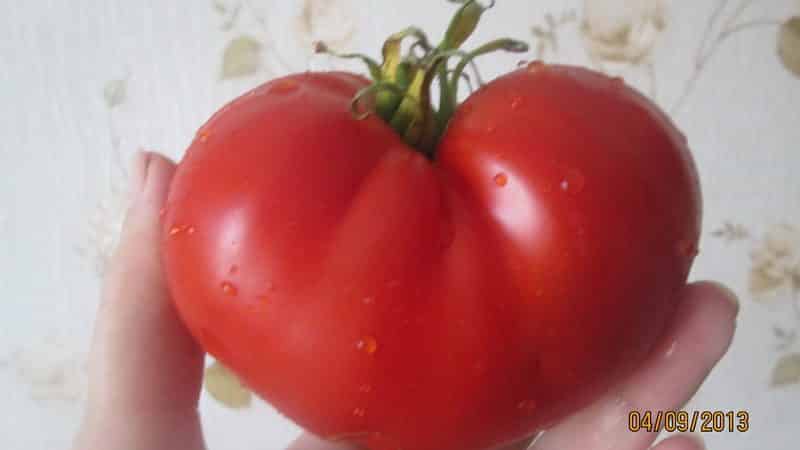 'Чем вам могут запомниться помидоры сорта 
