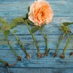 Черенкование роз осенью и другие способы размножения: пошаговая инструкция с фото