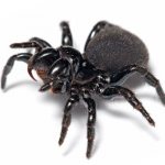 Черный паук