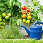 Что делать, если трескаются помидоры при созревании в теплице
