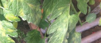 Что делать с белыми пятнами на листьях помидоров в теплице