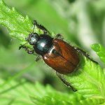Что едят майские жуки