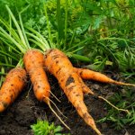 Что необходимо вносить в почву при посадке моркови: рекомендации для получения богатого урожая
