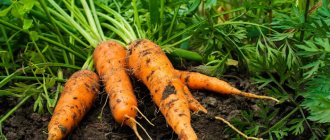 Что необходимо вносить в почву при посадке моркови: рекомендации для получения богатого урожая
