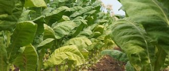 Что такое табак, его происхождение, выращивание и применение