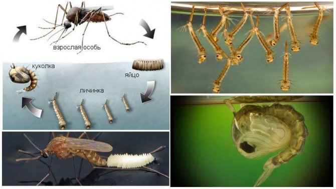 Цикл размножения комара