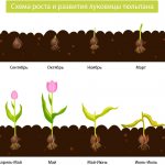 Цикл роста тюльпанов