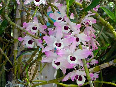 цветение-орхидеи-дендробиум-фото