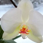 Цветение орхидеи зимой