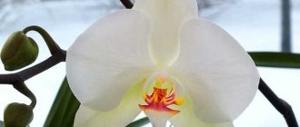 Цветение орхидеи зимой